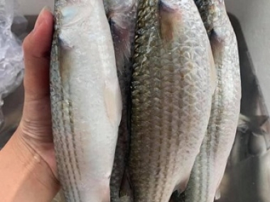 Bán nhanh 303m2 đất mặt tiền tại Đông Lương, Đông Hà, Quảng Trị