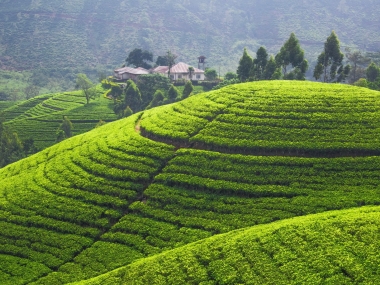 Cần bán nhanh giá cực rẻ thôn Mò Phú Chải,Y Tý, Bát Xát, Lào Cai