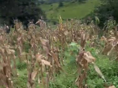 Bán mảnh 4000m2 tại Phan Cán Sử - Y Tý, điểm săn mây, giá chỉ từ 500 triệu